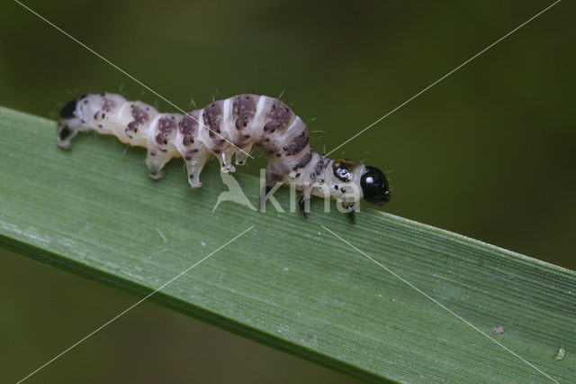 Egale rietboorder (Arenostola phragmitidis)