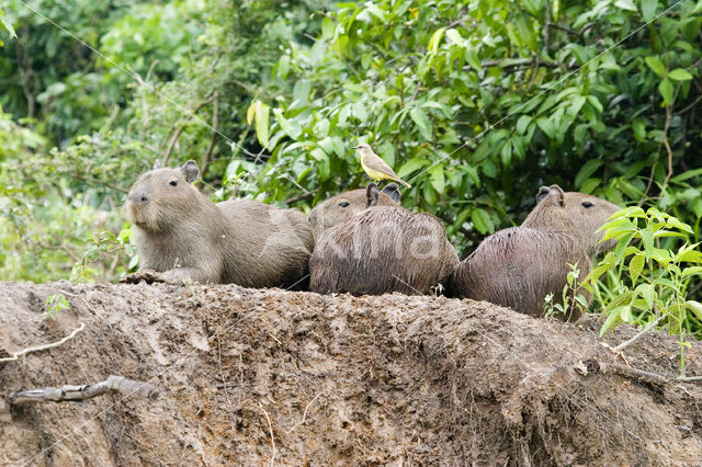 Erxleben capybara