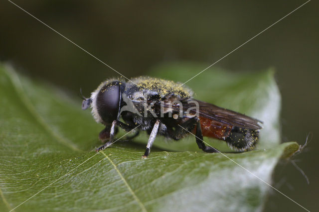 Eumerus ovatus