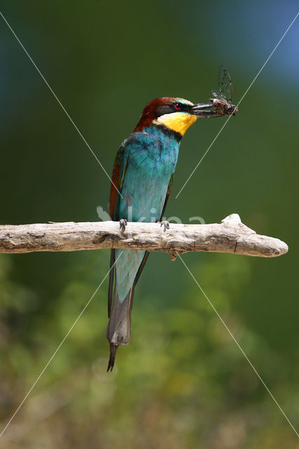 European Bee-eater (Merops apiaster)