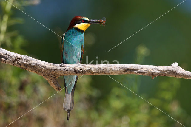 European Bee-eater (Merops apiaster)