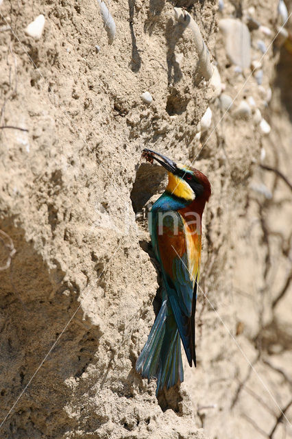 Europese Bijeneter (Merops apiaster)