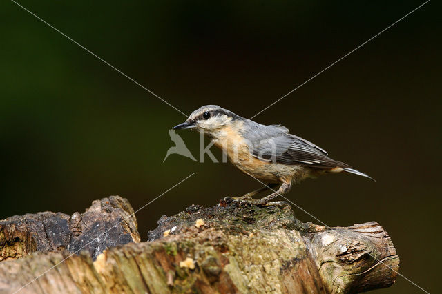 Europese Boomklever (Sitta europaea)