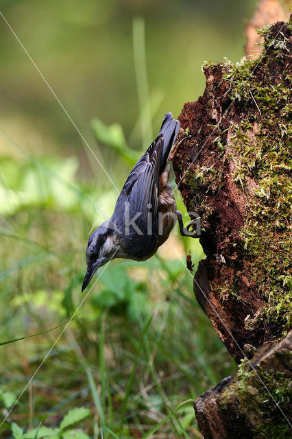 Europese Boomklever (Sitta europaea)