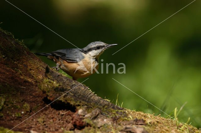 Europese Boomklever (Sitta europaea)