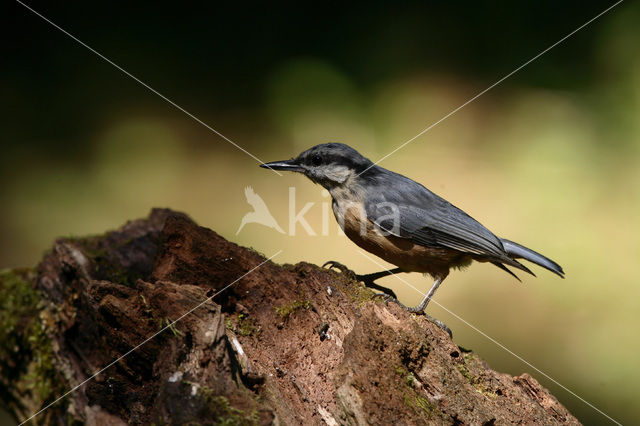 Europese Boomklever (Sitta europaea)