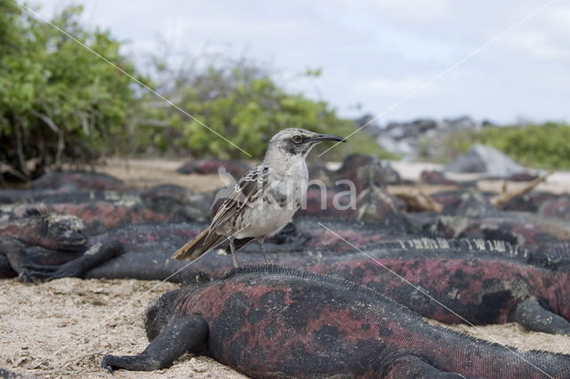 Galalapos Spotlijster (Mimus parvulus)