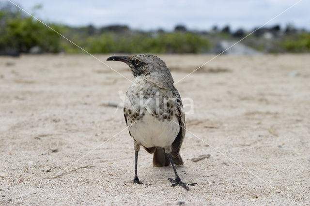 Galalapos Spotlijster (Mimus parvulus)