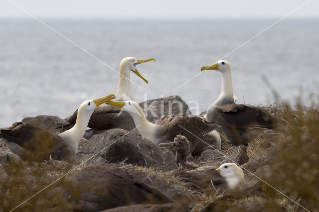 Waved albatross (Phoebastria irrorata)