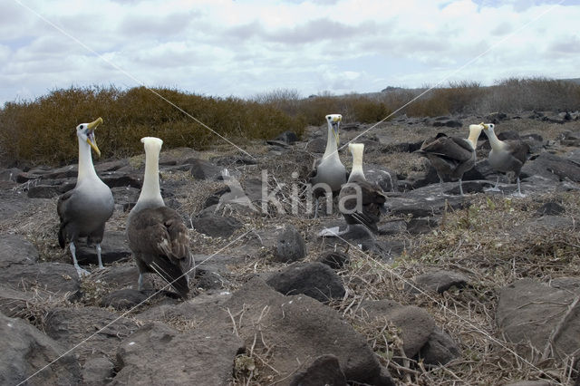 Galapagos albatros (Phoebastria irrorata)