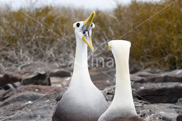 Waved albatross (Phoebastria irrorata)