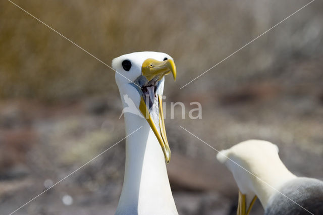 Waved albatross (Phoebastria irrorata)