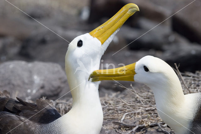 Galapagos albatros (Phoebastria irrorata)