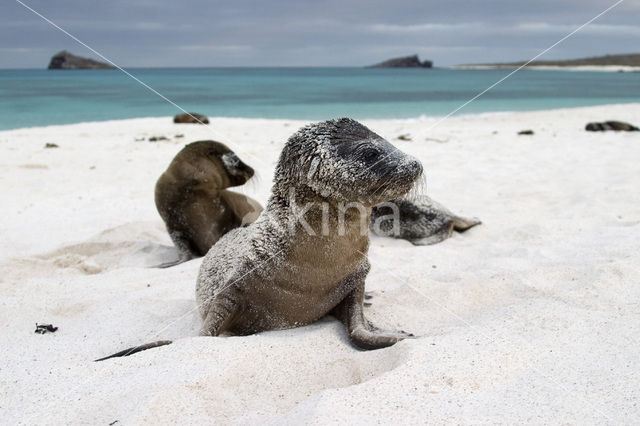 Galapagos zeeleeuw (Zalophus wollebaeki)