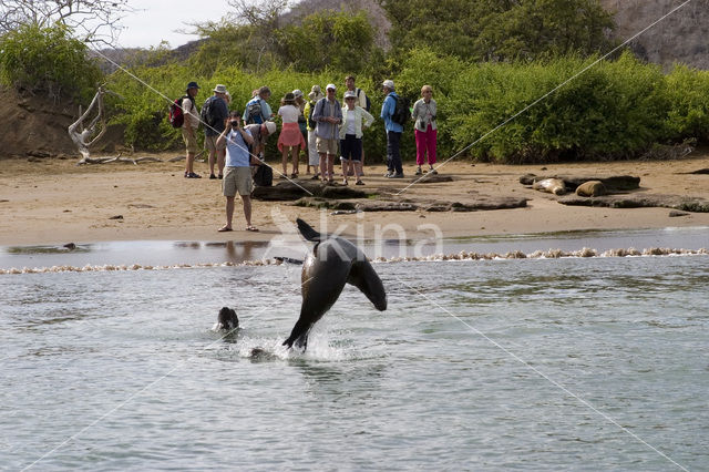 Galapagos zeeleeuw (Zalophus wollebaeki)