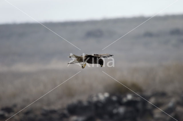 Galapagosbuizerd (Buteo galapagoensis)