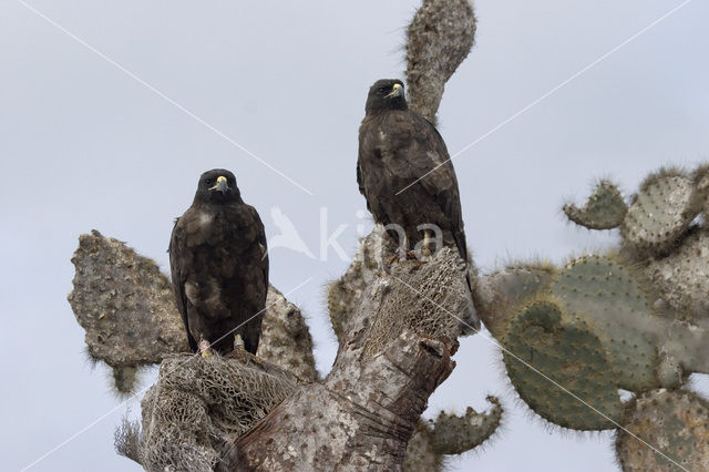 Galapagosbuizerd (Buteo galapagoensis)