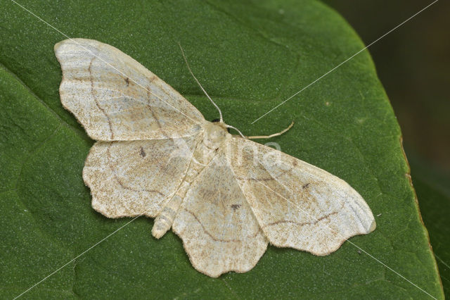 Geblokte stipspanner (Idaea emarginata)