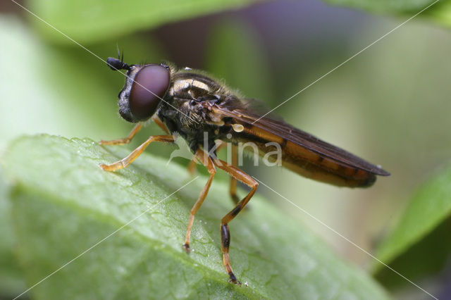 Geel platvoetje (Platycheirus fulviventris)