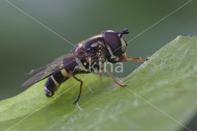 Geelbandwimperzwever (Dasysyrphus tricinctus)