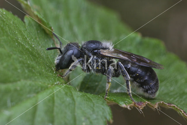 Geelgespoorde houtmetselbij (Osmia claviventris)