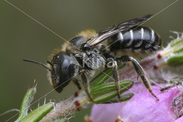 Geelgespoorde houtmetselbij (Osmia claviventris)