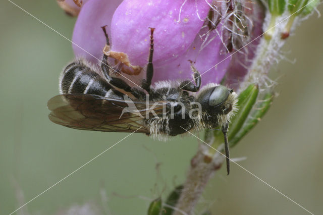 Geelgespoorde houtmetselbij (Osmia claviventris)