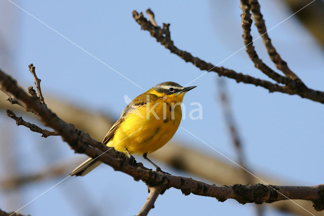 Gele Kwikstaart (Motacilla flava)