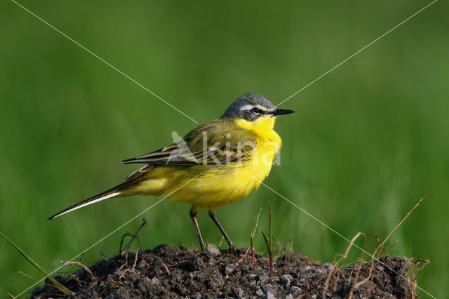 Gele Kwikstaart (Motacilla flava)