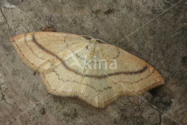 Clay Triple-lines (Cyclophora linearia)