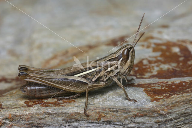 Gele prairiesprinkhaan (Euchorthippus pulvinatus)