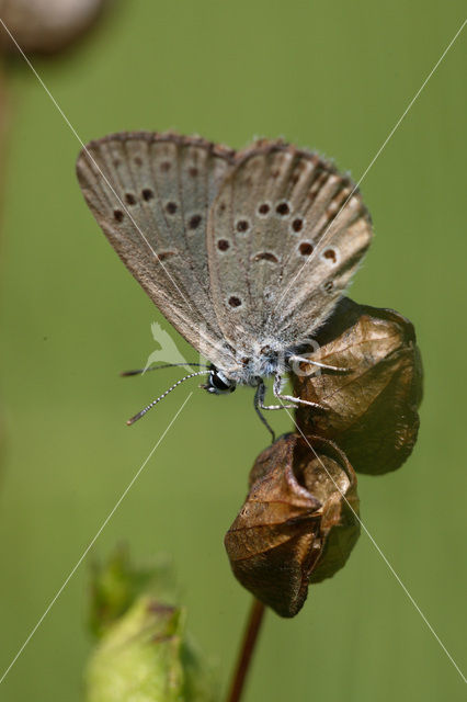 Gentiaanblauwtje (Maculinea alcon)