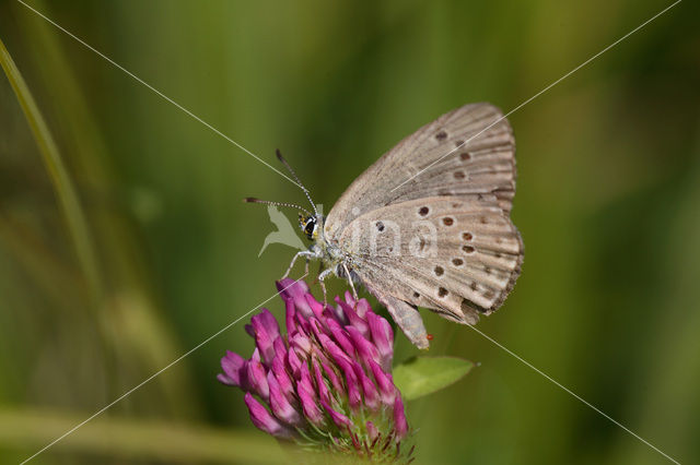 Gentiaanblauwtje (Maculinea alcon)