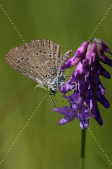 Gentiaanblauwtje (Maculinea alcon)