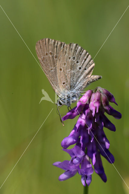 Gentiaanblauwtje (Maculinea alcon)