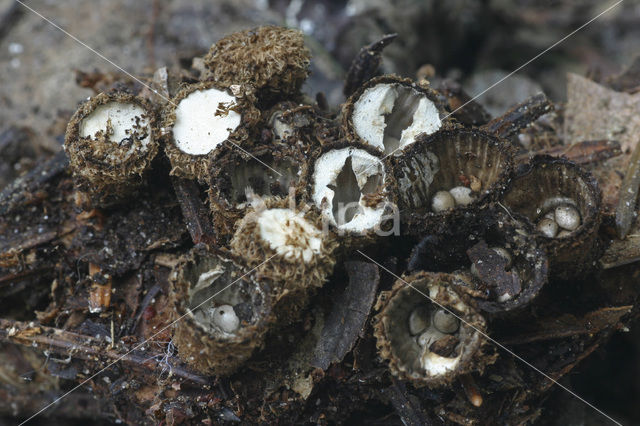 Gestreept nestzwammetje (Cyathus striatus)