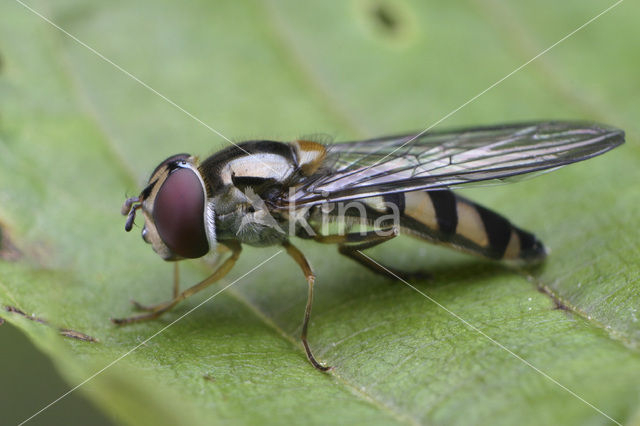 Gevlekt variabel-elfje (Meliscaeva auricollis var. maculicornis)