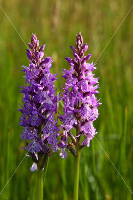 Gevlekte orchis (Dactylorhiza maculata)