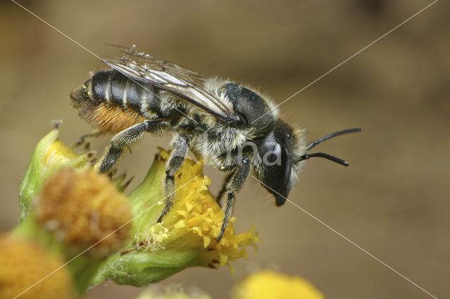 Gewone behangersbij (Megachile versicolor)