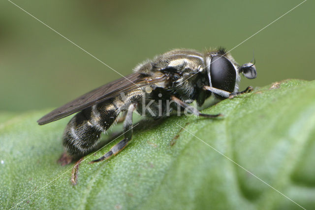 Gewone Bollenzwever (Eumerus strigatus)