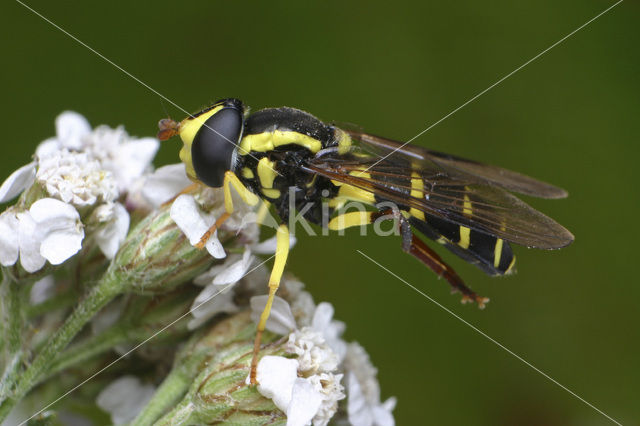 Gewone citroenzwever (Xanthogramma pedissequum)