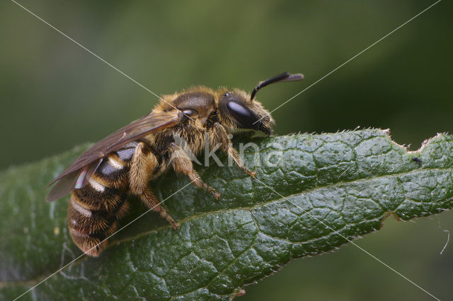 Gewone geurgroefbij (Lasioglossum calceatum)