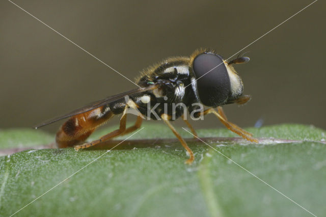 flower fly (Paragus haemorrhous)