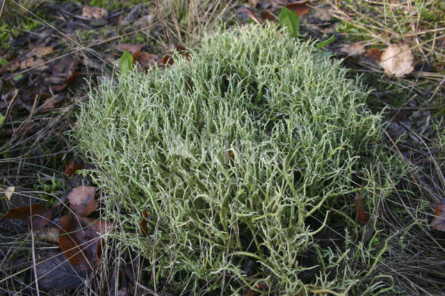 Girafje (Cladonia gracilis)