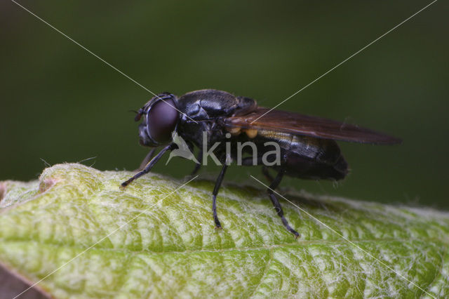 Gitje (Cheilosia sp.)