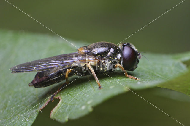 Gitje (Cheilosia sp.)