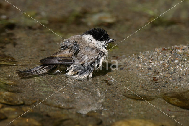 Glanskop (Parus palustris)