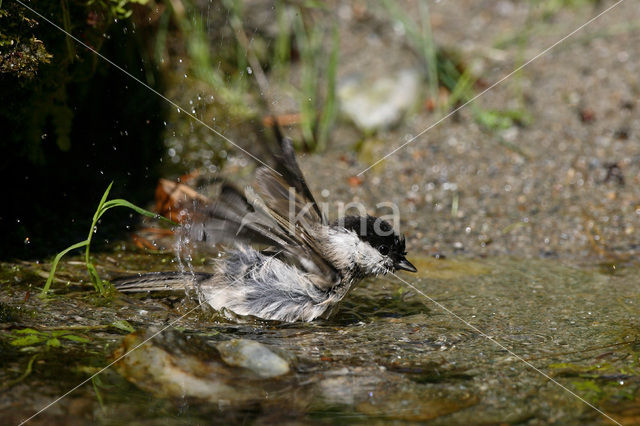 Glanskop (Parus palustris)