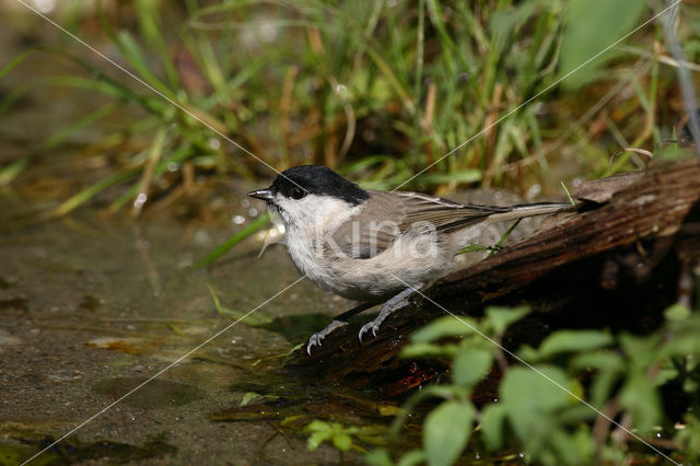 Glanskop (Parus palustris)