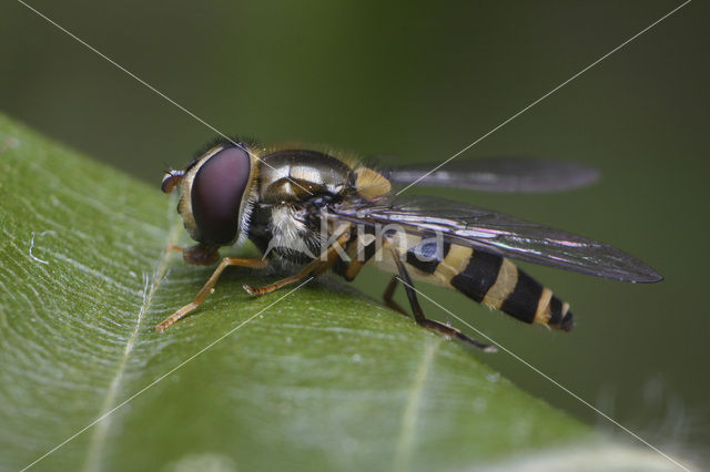 Glimmend roetneusje (Parasyrphus malinellus)